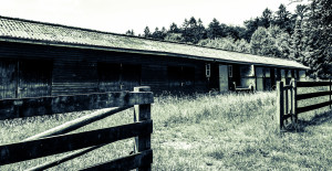 Hangar grange en bois plongé dans la nature. Wooden barn lost in nature.